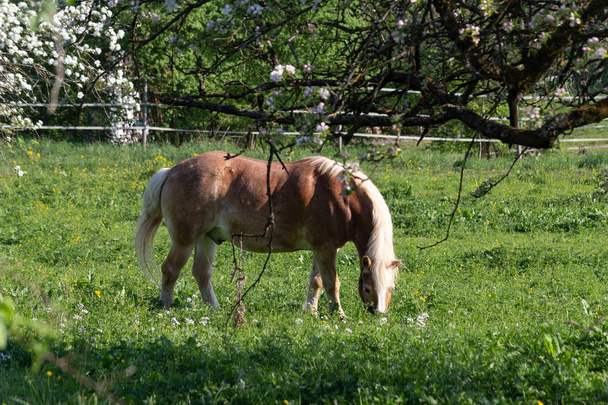 Haflinger ló tavaszi Alma fa blossom zöld mezőben - Fotó, kép