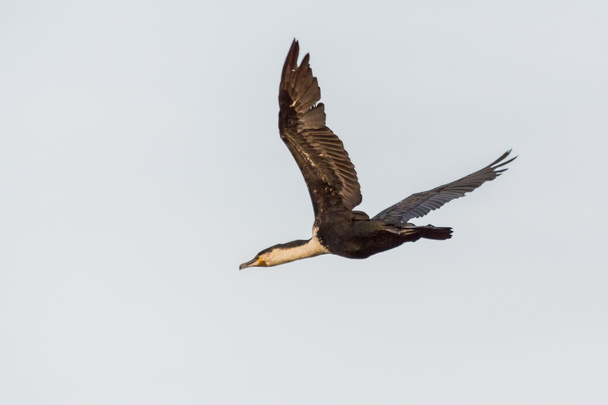 Grande Corvo-marinho
 - Foto, Imagem
