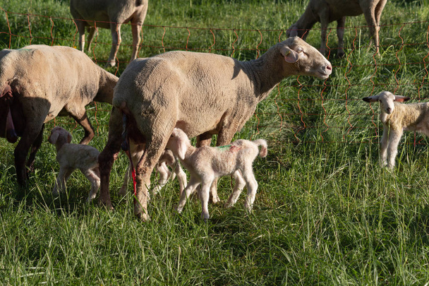 agneau nouveau-né après mère brebis accouchant au printemps prairie dans le sud de l'Allemagne soirée ensoleillée
 - Photo, image