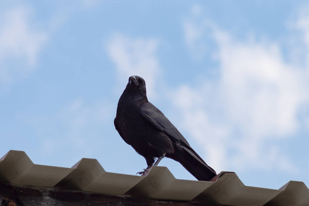 corbeau noir sur le toit et ciel bleu sur le printemps journée ensoleillée en Allemagne du Sud
 - Photo, image