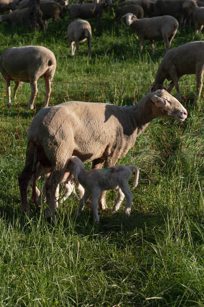 newborn lamb after mother sheep giving birth in springtime meadow in south germany sunny evening - Photo, Image