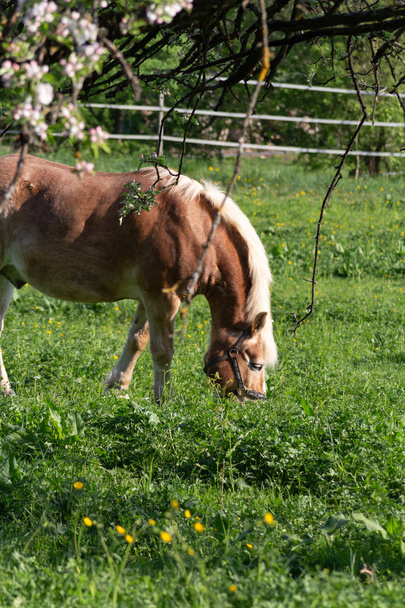 cheval haflinger au printemps pommier fleur champ vert
 - Photo, image