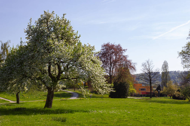 parque de árvores e galhos com folhagem no dia ensolarado de aspersão no sul da alemanha feliz cidade histórica e ventos quentes do sul
 - Foto, Imagem