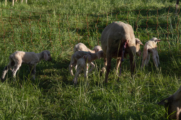Новонароджені ягняти після матері овець пологів у весняних луг у Південній Німеччині Сонячний вечір - Фото, зображення