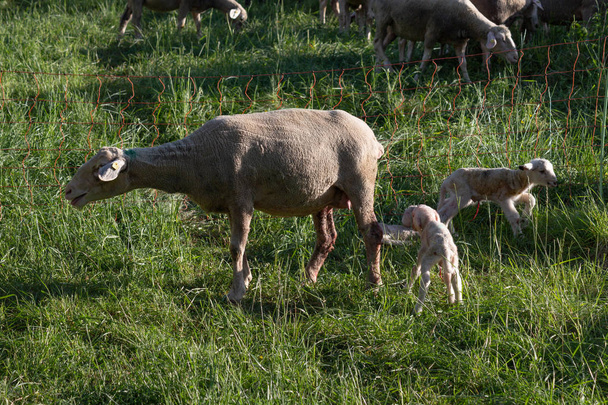 novorozené jehně po matce ovce rodí v jarní louce v jižním Německu slunečno večer - Fotografie, Obrázek