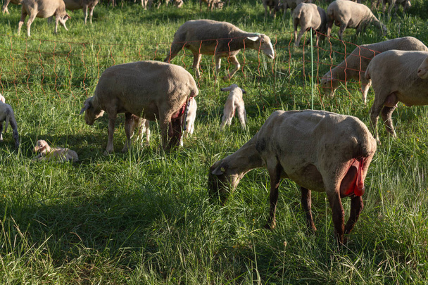 ovce rodí v jarní louce v jižním Německu slunečno večer - Fotografie, Obrázek
