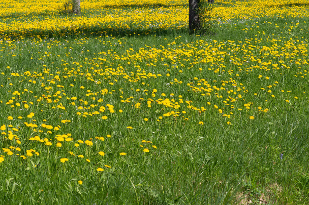 appletree dandelion wiosna kwitnąca łąka w południowej dnia skay niebieski pejzaż Niemcy - Zdjęcie, obraz