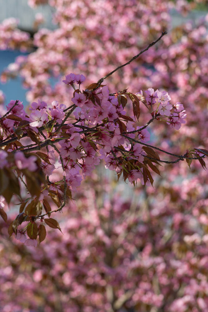 南ドイツ幸せな休日リラックスの歴史的都市における都市のファサードの木の春の花枝は、暖かい日差しをお楽しみください。 - 写真・画像