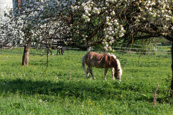 haflinger horse in springtime apple tree blossom green field - Photo, Image