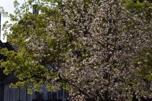 green springtime branches foliage in the city of south germany - Zdjęcie, obraz