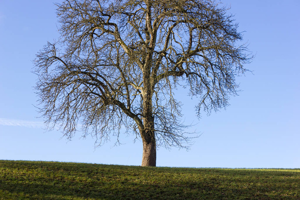 árbol en el cielo azul en diciembre advenimiento día soleado en el sur de Alemania campo rural cerca de la ciudad munich y stuttgart
 - Foto, imagen