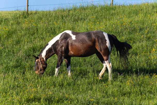 南ドイツの田舎で朝の太陽に青い空と春の草原に茶色の馬 - 写真・画像