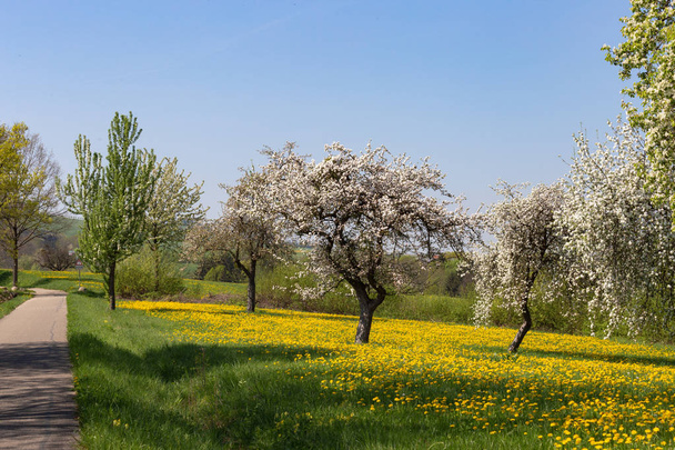 macieira dandelion primavera florescendo prado no sul alemanha campo azul skay dia
 - Foto, Imagem