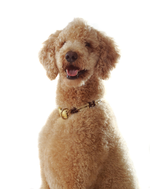 chien caniche beige
 - Photo, image
