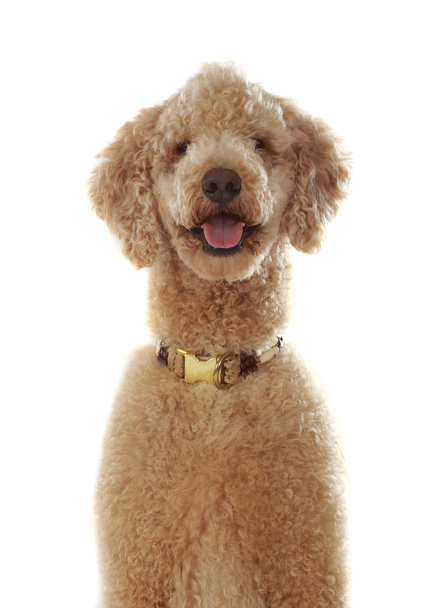 pure breed poodle - Фото, зображення