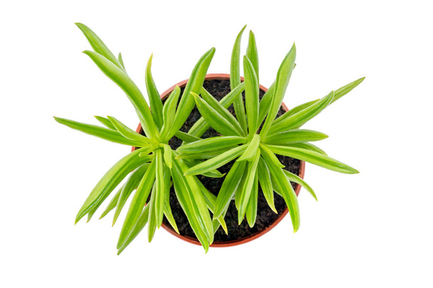 Φωτεινό πράσινο φυτό σε μια κατσαρόλα, απομονώνονται σε λευκό φόντο. - Φωτογραφία, εικόνα