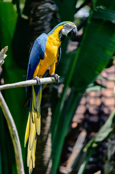Papagaio-arara azul-amarelo sentado no ramo na frente de palmeiras
 - Foto, Imagem