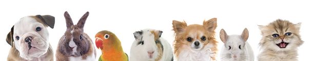 group of pet in front of white background - Photo, Image