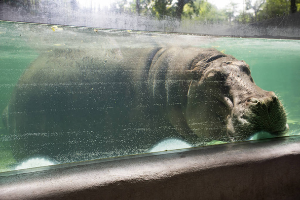 Hippopotamus amphibius or hippo sleeping in water pond and cage at public park in Bangkok, Thailand for Thai people and foreigner travelers walking visit and travel looking - Photo, Image