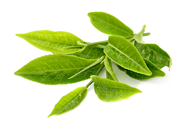 tea leaf - Photo, Image