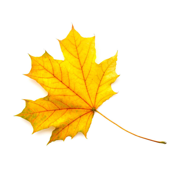 Осенний кленовый лист выделен на белом фоне. Вид сверху
. - Фото, изображение