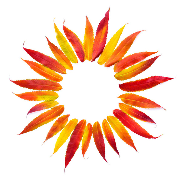 Autumn leaves in the form of the sun isolated on white background. Top view. - Foto, immagini