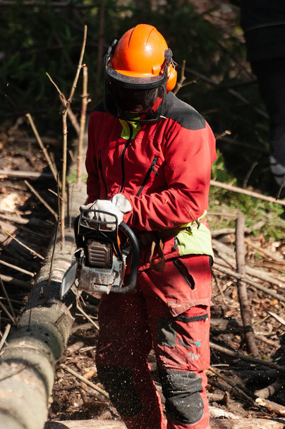 Operaio forestale con attrezzatura protettiva che taglia rami di abete rosso con una motosega
 - Foto, immagini