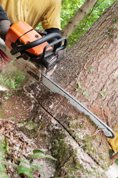 Closeup of chainsaw being held by forestry worker making a wedge cut into a spruce tree - Photo, Image