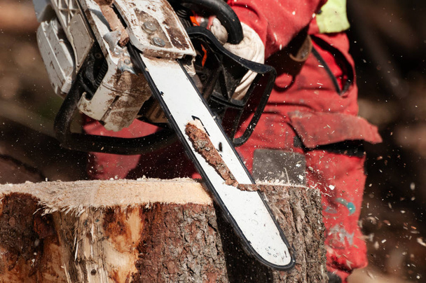 チェーンソーで伐採小ぎれいなな木の切り株をクリーンアップする林業労働者のクローズ アップの詳細。切り株除去 - 写真・画像