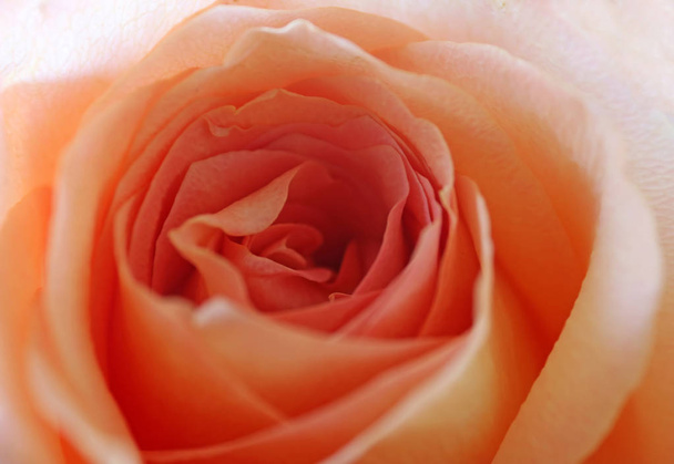 Красивая оранжевая роза Закрыть
 - Фото, изображение