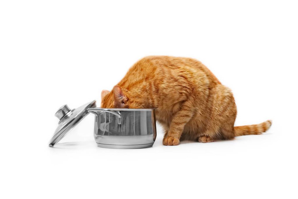 Ginger γάτα τρώει από μια κατσαρόλα Side view που απομονώνονται σε λευκό. - Φωτογραφία, εικόνα