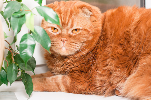 Scottish fold cat - Фото, изображение