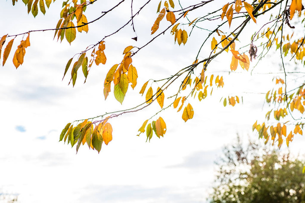 syksyllä ruskea luontokohtaus keltaisilla kuivilla lehdillä
 - Valokuva, kuva