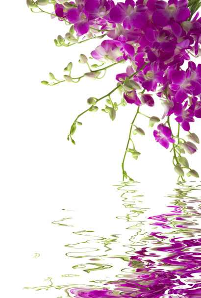 蘭の花 - 写真・画像