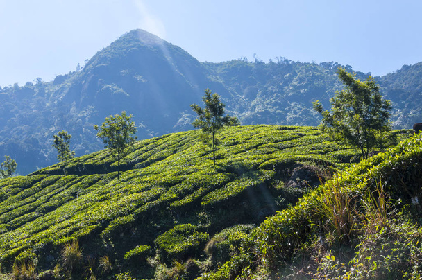 Munnar è una destinazione attraente con le migliori e rinomate tenute di tè del mondo. Ci sono più di 50 proprietà di tè dentro e intorno a Munnar. È uno dei più grandi centri di commercio del tè in India
. - Foto, immagini