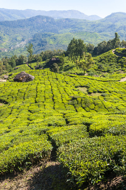 Munnar è una destinazione attraente con le migliori e rinomate tenute di tè del mondo. Ci sono più di 50 proprietà di tè dentro e intorno a Munnar. È uno dei più grandi centri di commercio del tè in India
. - Foto, immagini