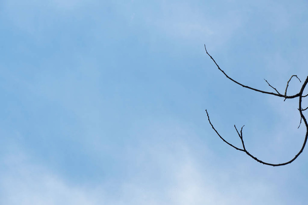 Νεκρό και ξηρό μεγάλο δέντρο μπλε φόντο του ουρανού . - Φωτογραφία, εικόνα