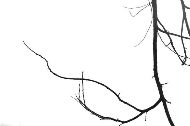 Halott és száraz nagy fa. Művészeti jellegű. fekete-fehér, elszigetelt Vágógörbe tartalmazó fájl a fehér alapon . - Fotó, kép