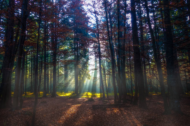 Az őszi erdő fénysugarakat - Fotó, kép