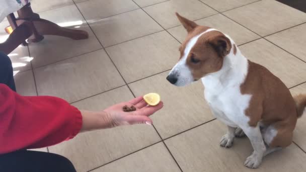 Πεινασμένο σκύλο Basenji τρώει κυνικός χορτονομής από ανθρώπινο χέρι ενώ δείχνει απέχθεια σε ένα λεμόνι, την ίδια στιγμή - Πλάνα, βίντεο