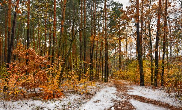 spacer w lesie jesienią. Pierwszy śnieg. kolory jesieni. chłodno. - Zdjęcie, obraz