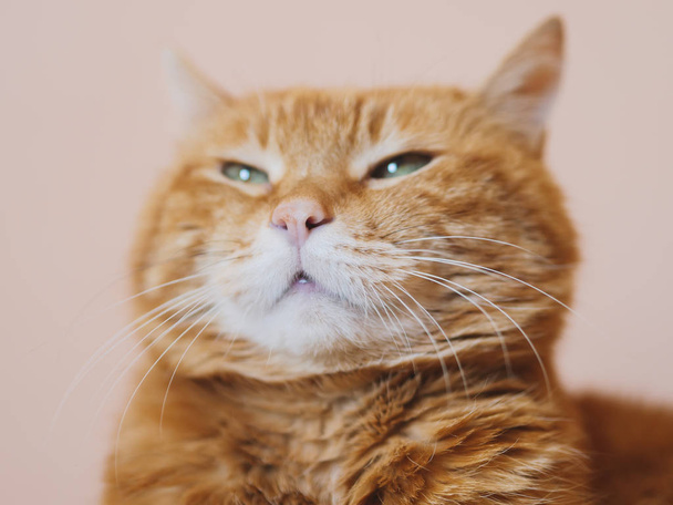 Angry red cat. Soft focus on nose. - Φωτογραφία, εικόνα