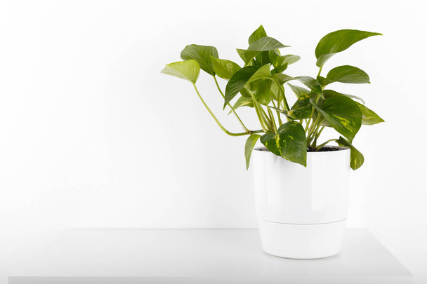 Golden pothos or devil's ivy in white modern flowerpot copy space - Fotografie, Obrázek
