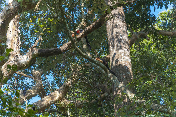 Lo scoiattolo gigante indiano, o scoiattolo gigante del Malabar, è un genere di scoiattoli arboricoli di grandi dimensioni, originario dell'India. È uno scoiattolo diurno, arboricolo ed erbivoro di grande corpo trovato nell'Asia meridionale
 - Foto, immagini
