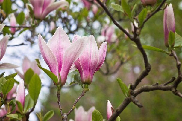 pink Magnolia flowers on a branch closeup - Photo, Image