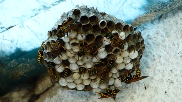 黒と黄色スズメバチ建物ハイブの巣 - 記録を加速 - 映像、動画