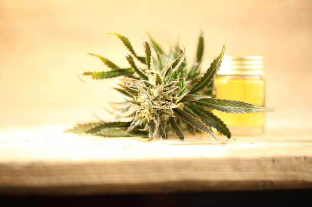 marihuana medicinal recreación cannabis aceite cbd
 - Foto, imagen