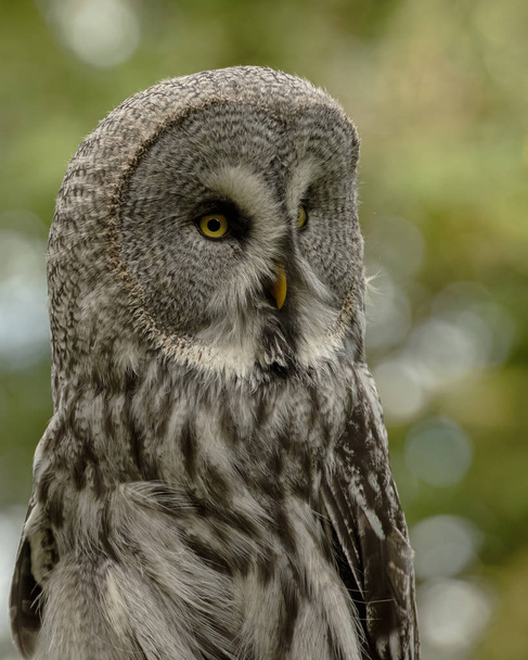 UK, Sherwood Forrest, Nottinghamshire Birds of Prey Event - outubro de 2018: Great Grey Owl in captivity. A grande coruja cinzenta é documentada como a maior espécie de coruja do mundo por comprimento
 - Foto, Imagem