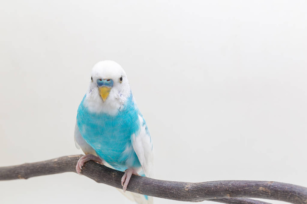 Sinivalkoinen budgie, Budgerigar Bird valkoisella taustalla
 - Valokuva, kuva