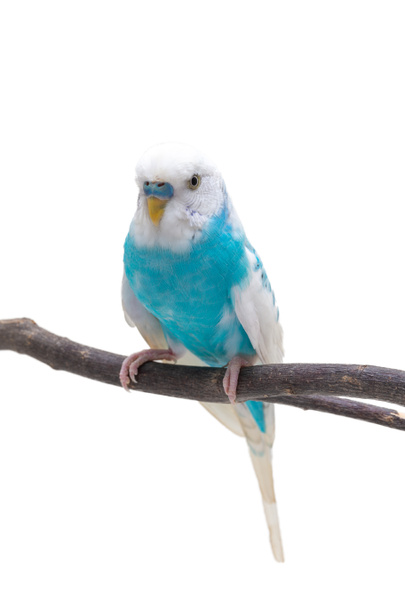 青と白のバッジー、白い背景の上のセキセイインコ鳥 - 写真・画像